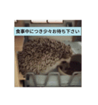 ハリネズミのまめた（個別スタンプ：14）