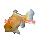 うちの金魚の一言2（個別スタンプ：2）