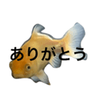 うちの金魚の一言2（個別スタンプ：18）