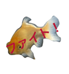 うちの金魚の一言2（個別スタンプ：23）