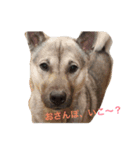 紀州犬ココちゃんの可愛いスタンプ（個別スタンプ：1）