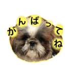 シーズー犬です（個別スタンプ：8）