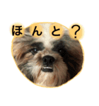 シーズー犬です（個別スタンプ：13）