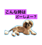 シーズー犬です（個別スタンプ：15）