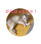 子猫のアビシニアン2（個別スタンプ：10）