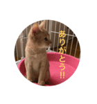 子猫のアビシニアン2（個別スタンプ：22）