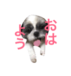 シーズー犬ぽんすけ（個別スタンプ：2）