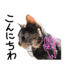 うさ子×柴犬＆サビ猫（個別スタンプ：2）