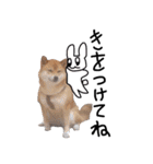 うさ子×柴犬＆サビ猫（個別スタンプ：7）