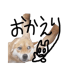 うさ子×柴犬＆サビ猫（個別スタンプ：13）
