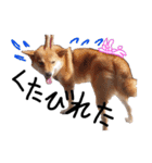 うさ子×柴犬＆サビ猫（個別スタンプ：17）