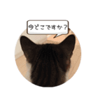 べーさん家のねこ（個別スタンプ：13）