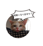 べーさん家のねこ（個別スタンプ：14）