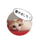 べーさん家のねこ（個別スタンプ：15）