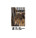 愛犬あんちゃん（個別スタンプ：7）