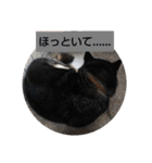 黒柴あずきっぷり（個別スタンプ：39）