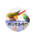 インコズ スタンプ Part1（個別スタンプ：6）