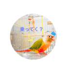 インコズ スタンプ Part1（個別スタンプ：10）