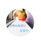 インコズ スタンプ Part1（個別スタンプ：13）