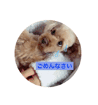 うちの愛犬モモちゃん（個別スタンプ：5）