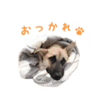 福家家の愛犬ノア（個別スタンプ：7）