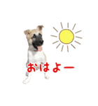 福家家の愛犬ノア（個別スタンプ：15）