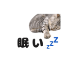 猫のきなこ（個別スタンプ：5）