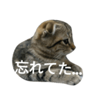 猫のダイア Part1（個別スタンプ：20）