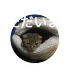 猫のダイア Part1（個別スタンプ：28）