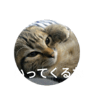 猫のダイア Part1（個別スタンプ：29）