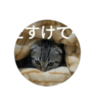 猫のダイア Part1（個別スタンプ：30）