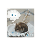 ハムの日常2（個別スタンプ：19）