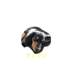 愛犬の挨拶 ②（個別スタンプ：2）