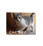 猫猫8（個別スタンプ：7）