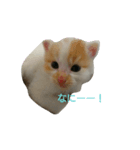 ねこねこおお（個別スタンプ：2）