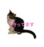 保護猫ミルシウ（個別スタンプ：16）