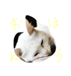 私は猫（個別スタンプ：1）