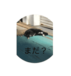 私は猫（個別スタンプ：7）