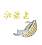 貝中ホ乳類ネコ（個別スタンプ：1）