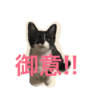 金子さんちの猫さん（個別スタンプ：3）