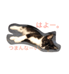 金子さんちの猫さん（個別スタンプ：13）