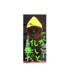 ゴミ猫（個別スタンプ：14）