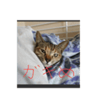 ゴミ猫（個別スタンプ：15）