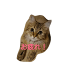 ねこナツ スタンプ2（個別スタンプ：7）