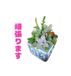 かわいい多肉植物で敬語が使えるスタンプ（個別スタンプ：23）