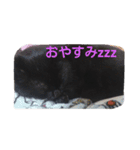 黒猫まんじゅう（個別スタンプ：5）