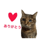 ねこの日常会話 グリーティング（個別スタンプ：4）