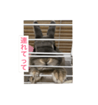 うさぎ*写真*vol.2（個別スタンプ：10）