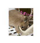 うさぎ*写真*vol.2（個別スタンプ：15）