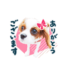 キャバリア"うみ"のスタンプ【子犬編】（個別スタンプ：1）